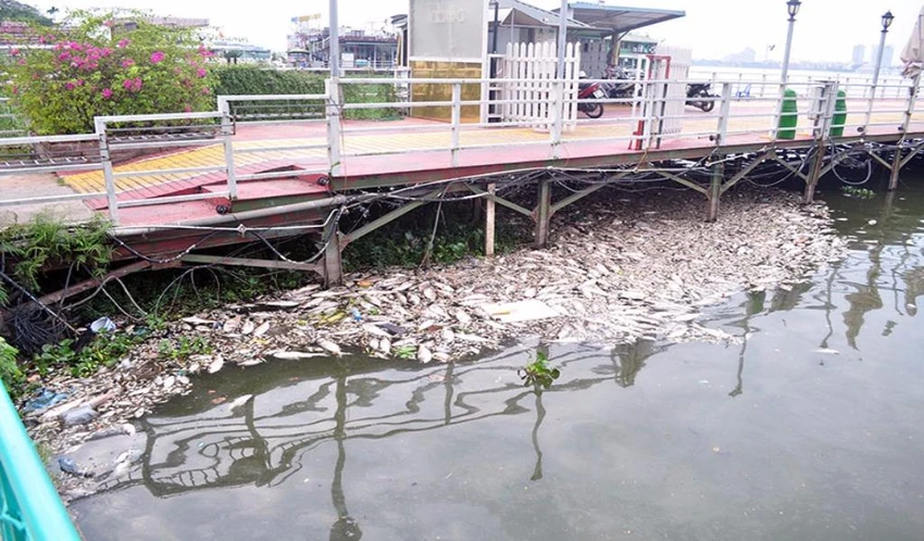 cá hồ tây chết