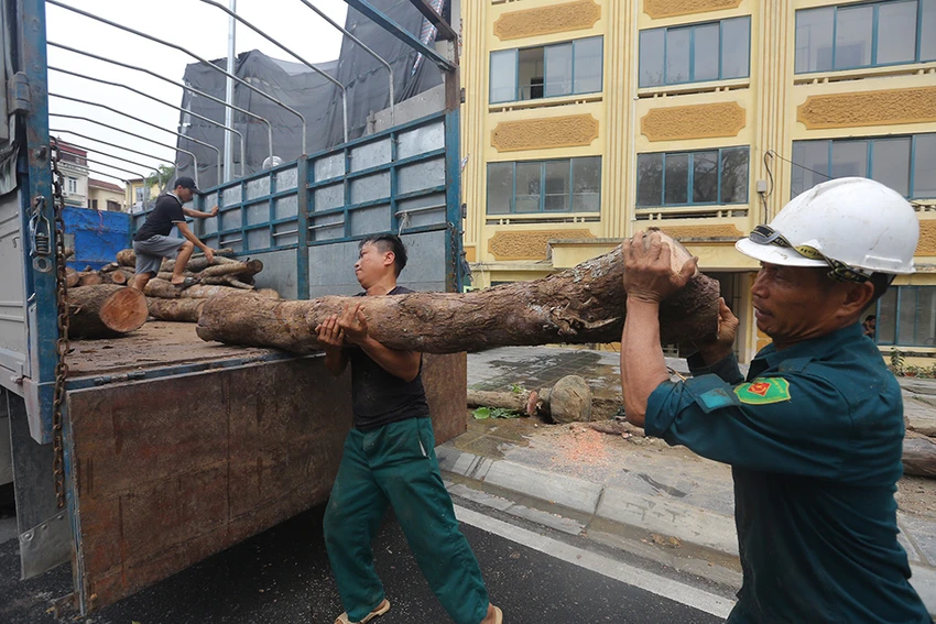 Nhiều cây bị chết khô, được công nhân của nhà thầu cưa thành từng khúc củi vận chuyển đi. Ảnh: TP Hiện trạng hàng cây chết khô dù mới được trồng trên phố Huỳnh Thúc Kháng chụp vào ngày 2-4. Ảnh: TP Nhiều cây bị chết khô, được công nhân của nhà thầu cưa thành từng khúc củi vận chuyển đi. Ảnh: TP Hiện trạng hàng cây chết khô dù mới được trồng trên phố Huỳnh Thúc Kháng chụp vào ngày 2-4. Ảnh: TP