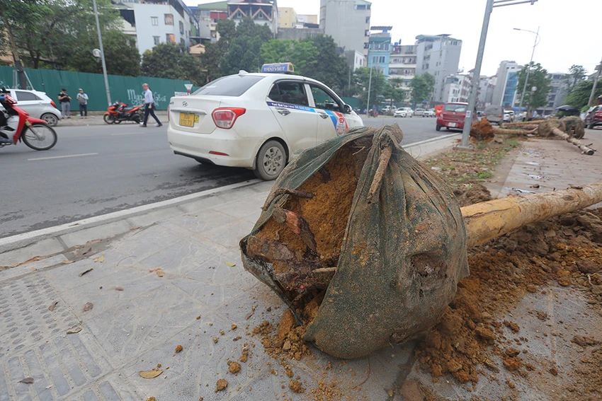 Hàng cây mới trồng trên phố Huỳnh Thúc Kháng kéo dài bị nhổ bật gốc nằm la liệt trên đường. Ảnh: TP Hàng cây mới trồng trên phố Huỳnh Thúc Kháng kéo dài bị nhổ bật gốc nằm la liệt trên đường. Ảnh: TP