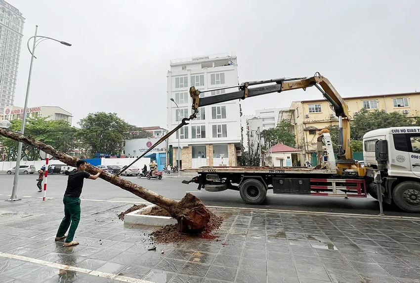 Nhà thầu cho xe cẩu nhổ những cây xanh có dấu hiệu bị chết khô. Ảnh: TP Nhà thầu cho xe cẩu nhổ những cây xanh có dấu hiệu bị chết khô. Ảnh: TP