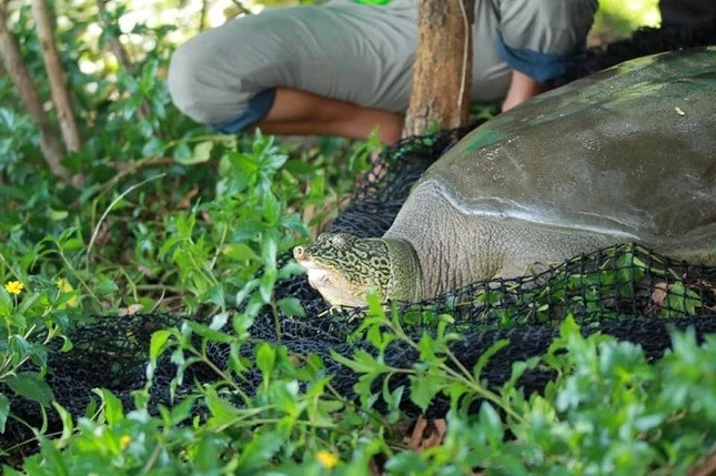 Cá thể rùa ở hồ Đồng Mô được bẫy bắt năm 2020 (Ảnh: Chương trình bảo tồn rùa Châu Á) Cá thể rùa ở hồ Đồng Mô được bẫy bắt năm 2020 (Ảnh: Chương trình bảo tồn rùa Châu Á)