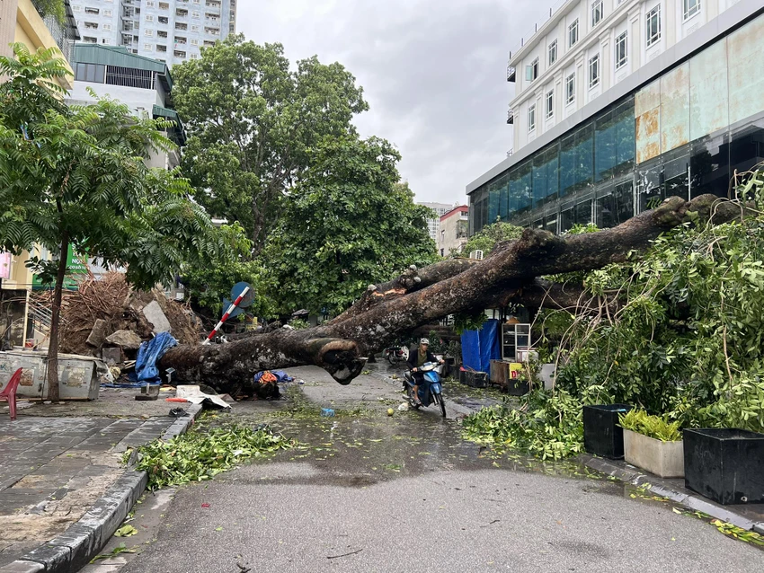 bao-so-3-cay-do-HN.jpg