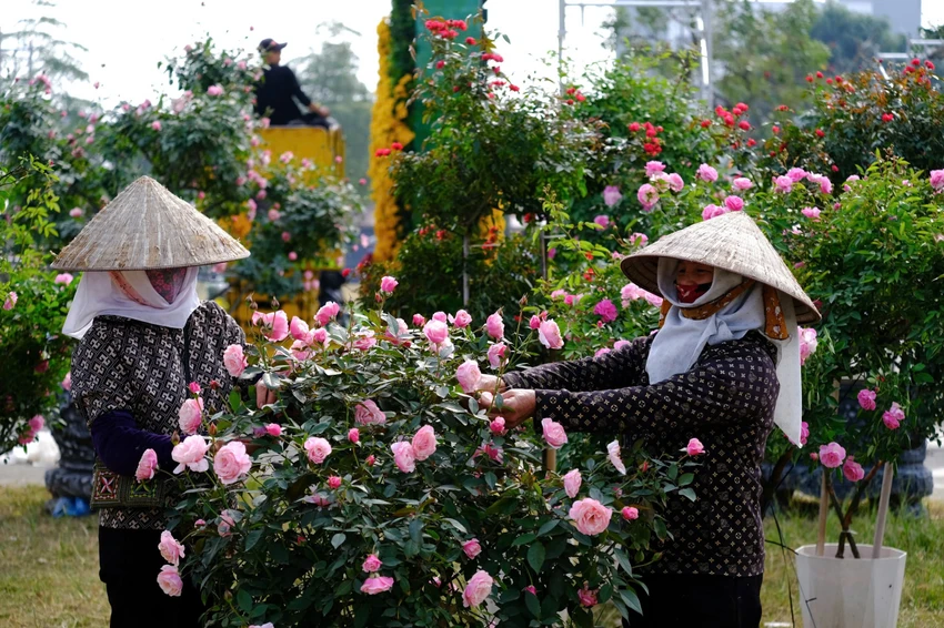 Festival-hoa-me-linh-5.jpg