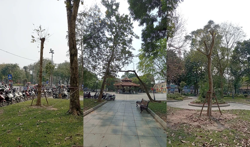 vuon-hoa-ly-thai-to.jpg