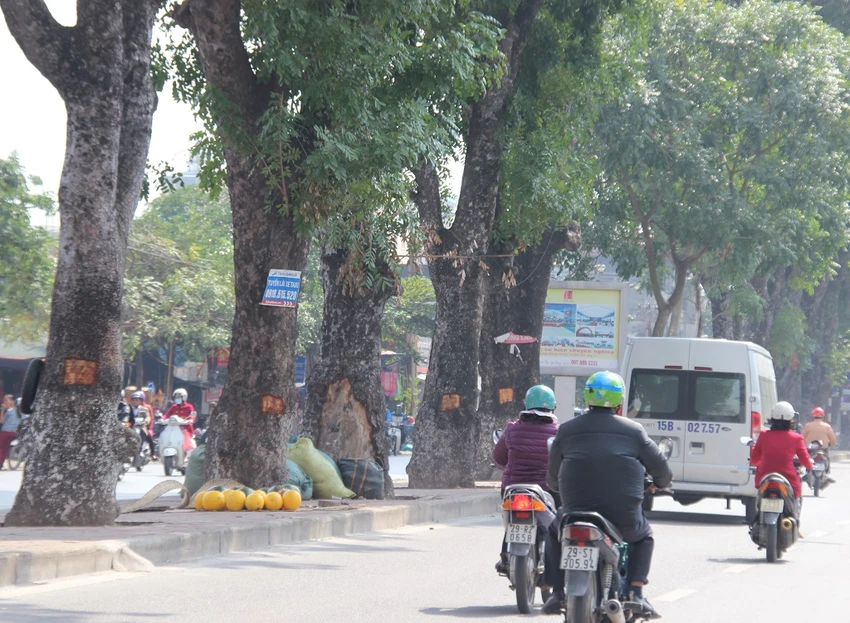 Hàng loạt cây xà cừ bị lột vỏ để… chữa bệnh ngứa? ảnh 1 Hàng loạt cây xà cừ bị lột vỏ để… chữa bệnh ngứa? ảnh 1