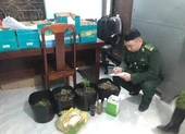 Mua hạt cần sa qua facebook mang trồng tại nhà