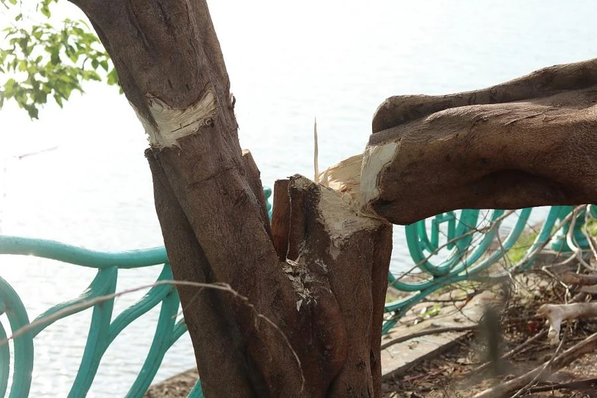 Cận cảnh phần gốc cây bị chặt phá. Ảnh: PHAN LIÊN Cận cảnh phần gốc cây bị chặt phá. Ảnh: PHAN LIÊN