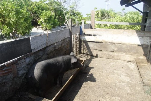 Ngộ nghĩnh 'vườn bách thú' của lính đảo Trường Sa ảnh 8 Ngộ nghĩnh 'vườn bách thú' của lính đảo Trường Sa ảnh 8