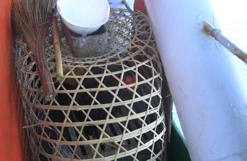 Ngộ nghĩnh 'vườn bách thú' của lính đảo Trường Sa ảnh 17 Ngộ nghĩnh 'vườn bách thú' của lính đảo Trường Sa ảnh 17