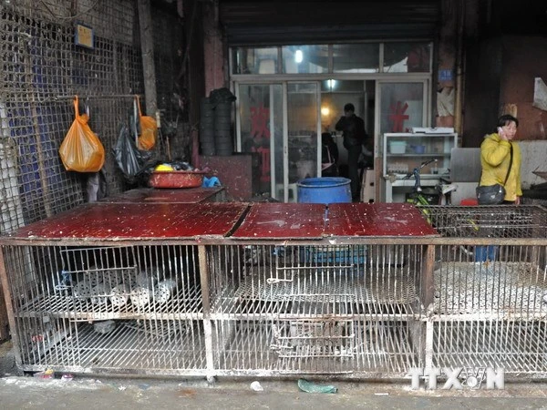 Virus H7N9 có thể tấn công Việt Nam và một số nước châu Á ảnh 1 Virus H7N9 có thể tấn công Việt Nam và một số nước châu Á ảnh 1
