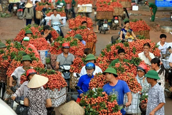 Vải thiều rẻ như rau muống: Vấn đề cấp bách rồi! ảnh 1 Vải thiều rẻ như rau muống: Vấn đề cấp bách rồi! ảnh 1