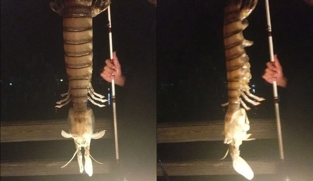 Một ngư dân bất ngờ câu được con tôm tích khổng lồ dài gần 50cm ảnh 1 Một ngư dân bất ngờ câu được con tôm tích khổng lồ dài gần 50cm ảnh 1