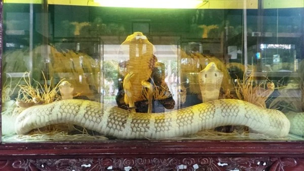 Những loài rắn cực độc ở trại rắn lớn nhất Việt Nam ảnh 2