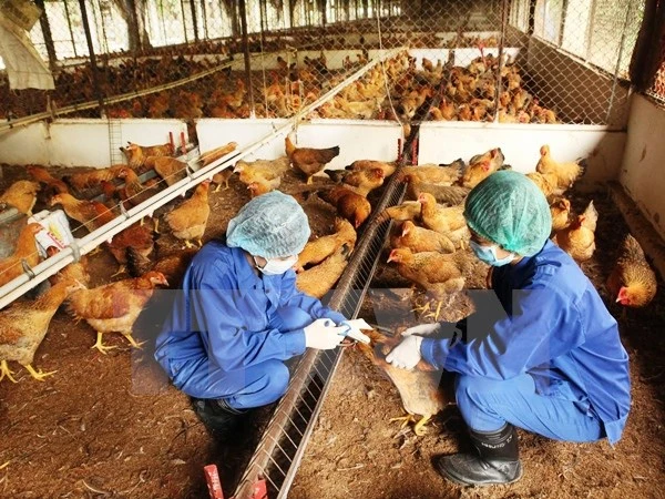 Nguy cơ xuất hiện cúm gia cầm trong dịp Tết Nguyên đán ảnh 1