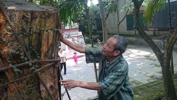 Người dân thay phiên nhau “canh gác” 2 gốc sưa tiền tỷ ảnh 4