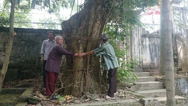 Người dân thay phiên nhau “canh gác” 2 gốc sưa tiền tỷ ảnh 5