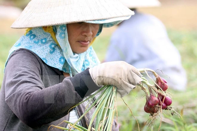 Không có chuyện hành tím Vĩnh Châu dùng chất bảo quản làm mù mắt ảnh 1 Không có chuyện hành tím Vĩnh Châu dùng chất bảo quản làm mù mắt ảnh 1