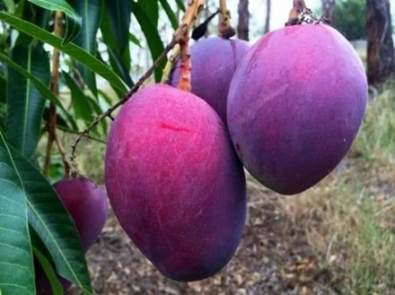 Một trung tâm chuyển giao công nghệ nông nghiệp Thái Lan đã lai tạo ra một giống xoài màu tím lạ mắt. Hình dáng quả và lõi vẫn giống các loại xoài thường thấy, tuy nhiên vỏ xoài khi chín lại có màu tím.
