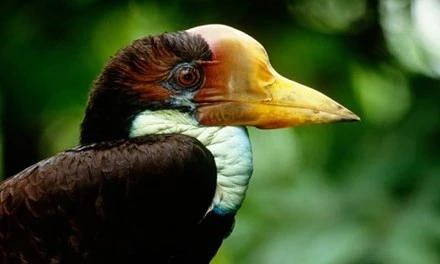 Chim tê điểu hay còn gọi là hồng hoàng mũ cát. Ảnh: Science Photo Library.