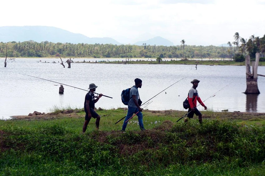 Cuộc thi câu cá lóc khổng lồ (cá lóc bông) ở Sri Lanka_3.jpg