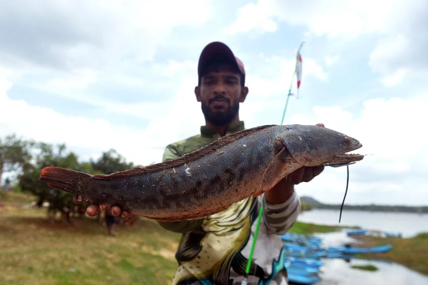 Cuộc thi câu cá lóc khổng lồ (cá lóc bông) ở Sri Lanka_4.jpg