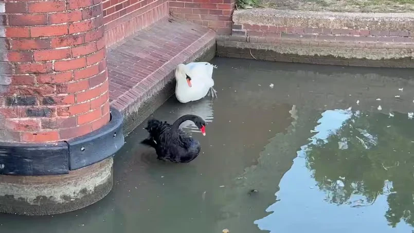 Thiên nga đen Reggie Kẻ huỷ diệt ở Stratford-upon-Avon.jpg