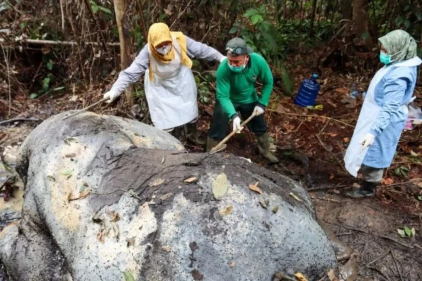 0802 Indonesia điều tra vụ voi quý bị cắt đầu, lấy ngà trong đất rừng do công ty giấy quản lý.jpg