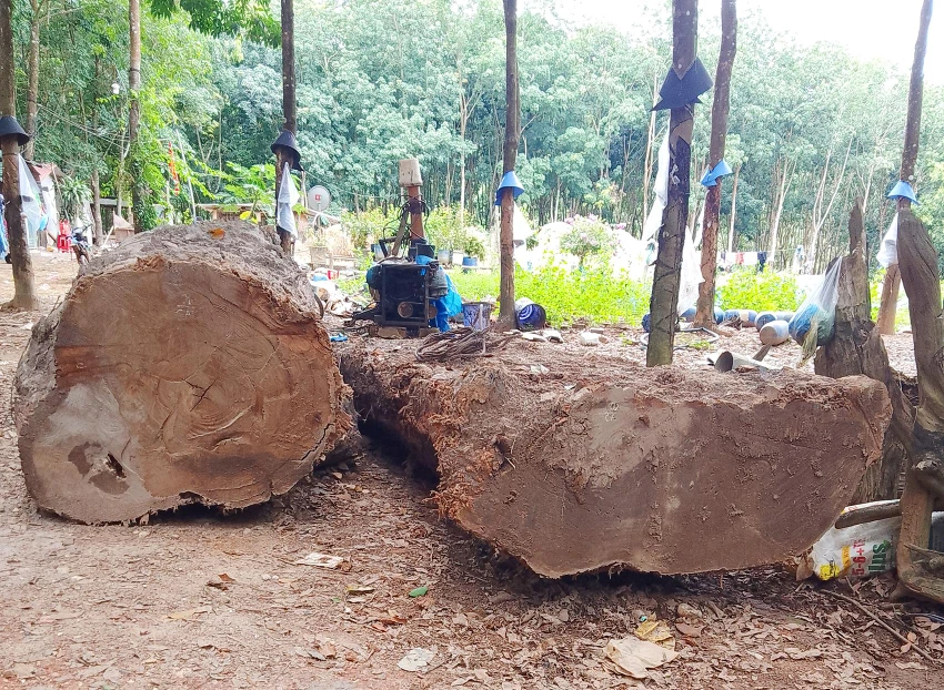 Những khúc gỗ lúc mới trục vớt dưới lòng đất ở xã Sa Sơn, huyện Sa Thầy. Ảnh: LÊ KIẾN Những khúc gỗ lúc mới trục vớt dưới lòng đất ở xã Sa Sơn, huyện Sa Thầy. Ảnh: LÊ KIẾN