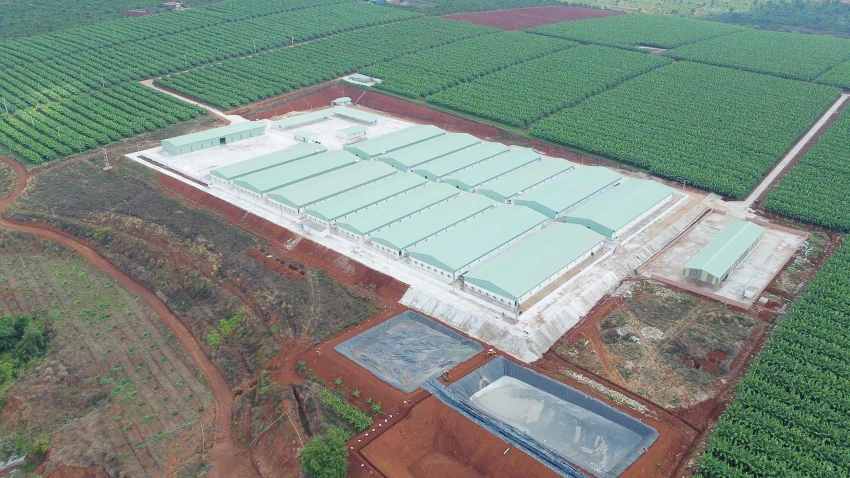 Trang trại heo quy của Công ty Lơ Pang Trang trại heo quy của Công ty Lơ Pang
