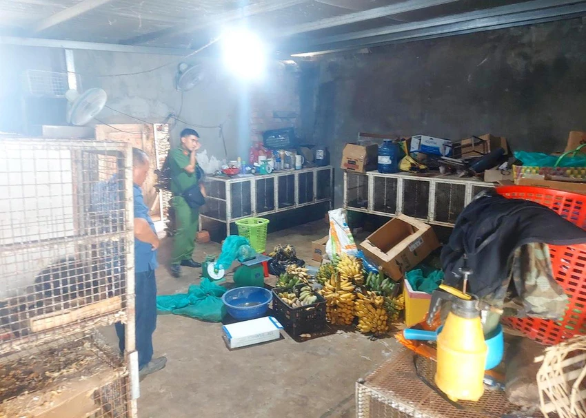Lực lượng chức năng kiểm tra và phát hiện nhiều động vật hoang dã nuôi nhốt tại nhà ông Thông. Ảnh: CACC. Lực lượng chức năng kiểm tra và phát hiện nhiều động vật hoang dã nuôi nhốt tại nhà ông Thông. Ảnh: CACC.
