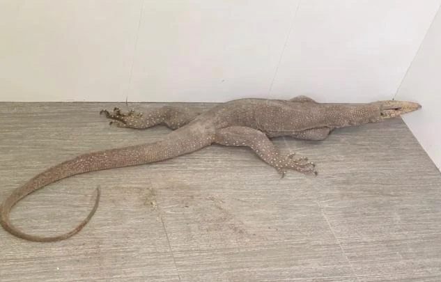 Một cá thể kỳ đà. Ảnh: CACC. Một cá thể kỳ đà. Ảnh: CACC.