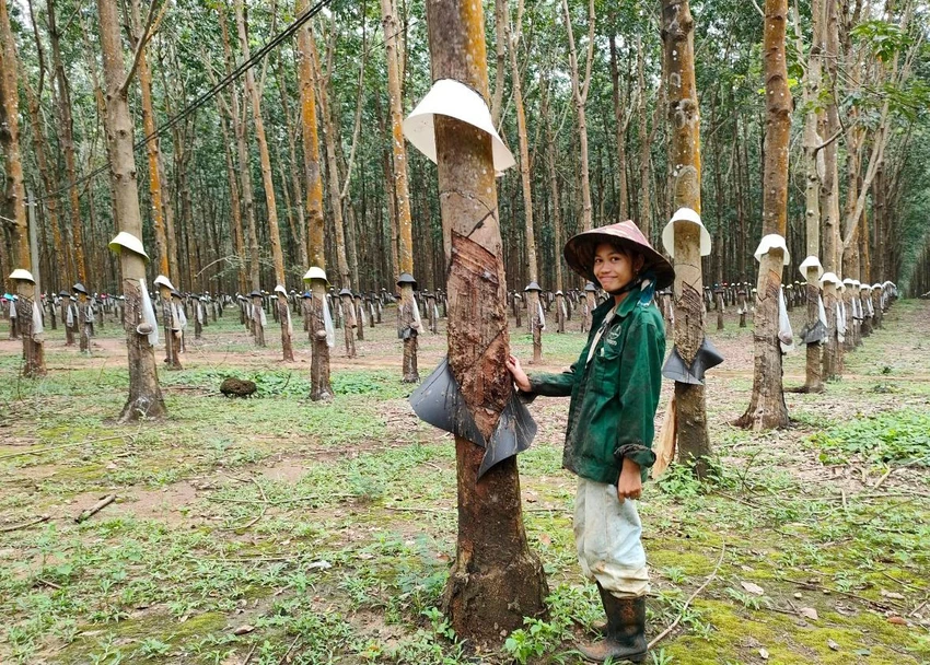 Một vườn cây cao su khác trồng cùng thời điểm nhưng lại cho năng suất cao. Ảnh: LK. Một vườn cây cao su khác trồng cùng thời điểm nhưng lại cho năng suất cao. Ảnh: LK.