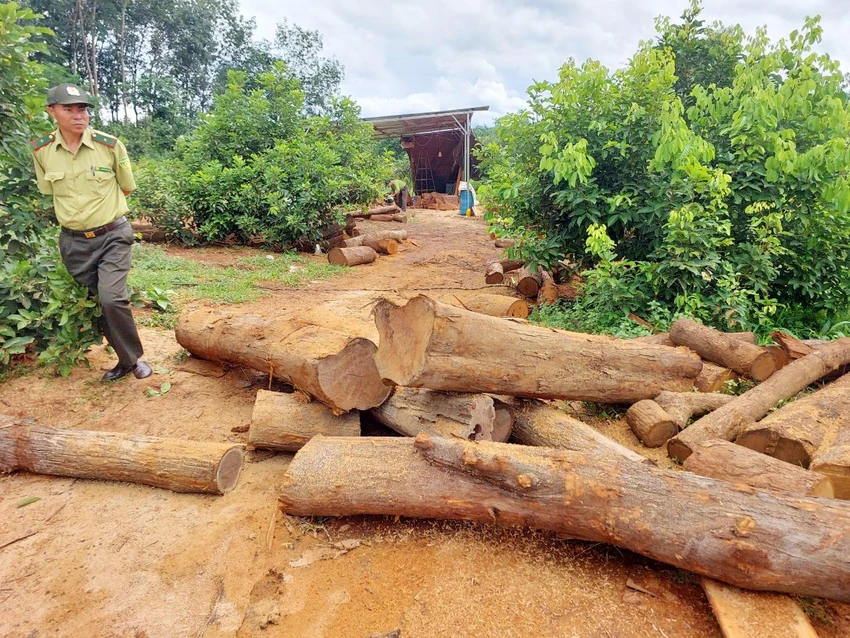 Bãi gỗ tại đất rẫy ông Trần Công Minh, xã Ia Nan. Ảnh: DV. Bãi gỗ tại đất rẫy ông Trần Công Minh, xã Ia Nan. Ảnh: DV.