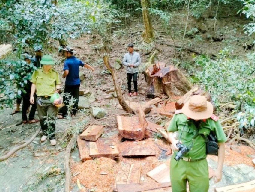 Hiện trường một vụ phá rừng ở Kbang. Ảnh: LK.