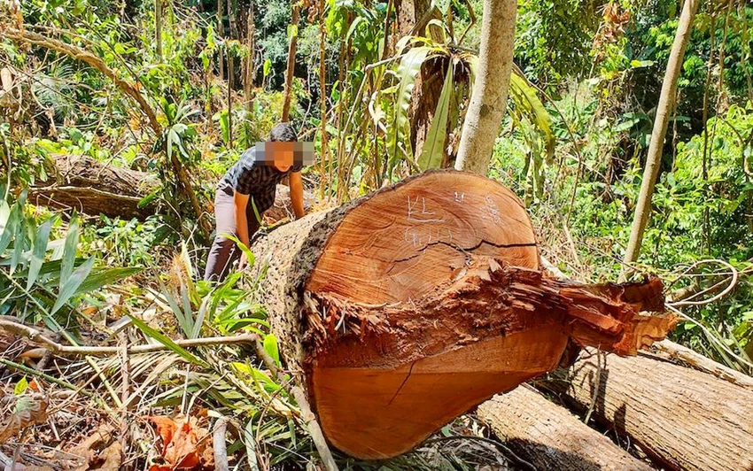 Một vụ phá rừng tại thị trấn Măng Đen, huyện Kon Plông. Một vụ phá rừng tại thị trấn Măng Đen, huyện Kon Plông.