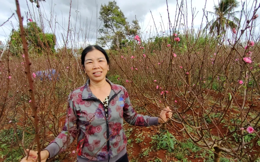Bà Thỏa mừng bảo, năm nay hoa ra tán đều, màu hoa đượm. Ảnh: LK. Bà Thỏa mừng bảo, năm nay hoa ra tán đều, màu hoa đượm. Ảnh: LK.