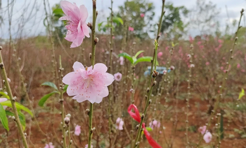 Một cây đào phai tinh khôi, mong manh rất đẹp. Một cây đào phai tinh khôi, mong manh rất đẹp.