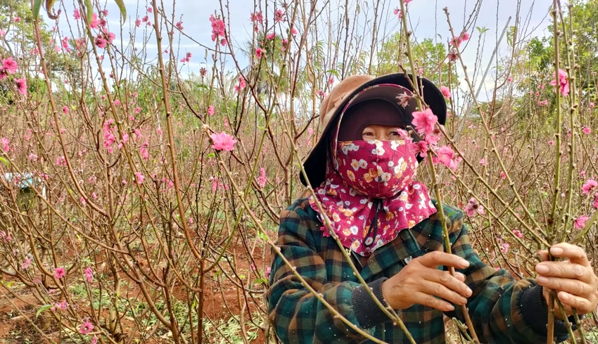 Hàng xóm cùng niên với vợ chồng bà Thoa là lao động thường xuyên giúp bẻ lá, ngắt hoa dịp Tết. Hàng xóm cùng niên với vợ chồng bà Thoa là lao động thường xuyên giúp bẻ lá, ngắt hoa dịp Tết.
