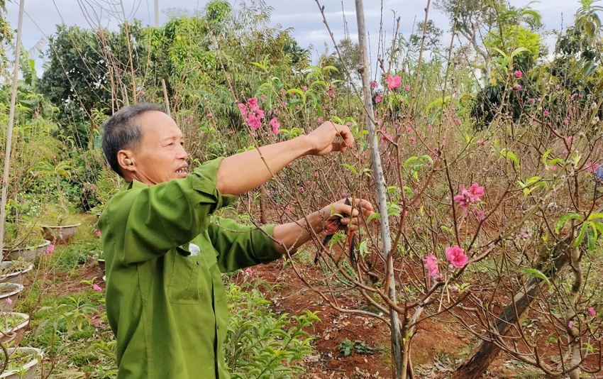 Chồng bà Thoa, ông Lê Văn Nghiêm là "kỹ sư" chính của vườn. Chồng bà Thoa, ông Lê Văn Nghiêm là "kỹ sư" chính của vườn.