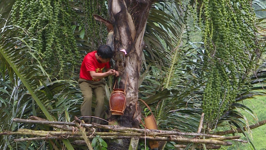 Để lấy được rượu đóak, phải trèo lên cây rất nguy hiểm. Để lấy được rượu đóak, phải trèo lên cây rất nguy hiểm.
