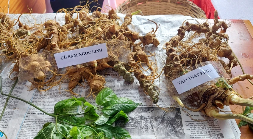 Huyện sẽ tổ chức chuyên gia hỗ trợ, phân biệt sâm Ngọc Linh thật. Huyện sẽ tổ chức chuyên gia hỗ trợ, phân biệt sâm Ngọc Linh thật.