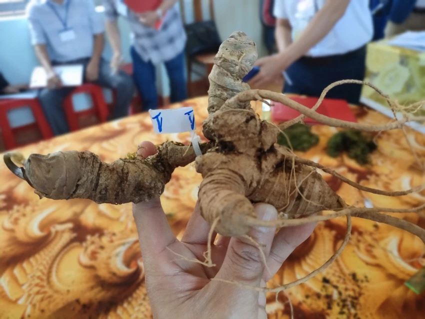 Một củ sâm to, hình dáng lạ trong cuộc thi. Ảnh: LK Hội thi sâm Ngọc Linh Kon Tum