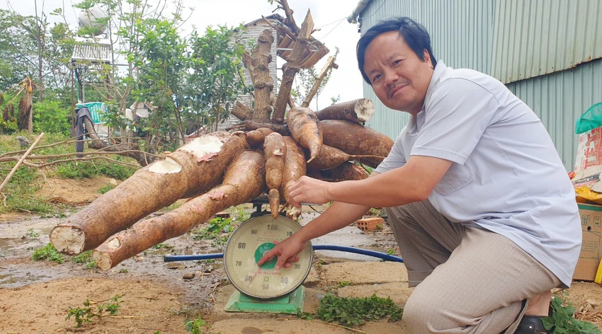 Ông Phương đào được chùm củ mì cân nặng 60 kg. Ảnh: VP. Ông Phương đào được chùm củ mì cân nặng 60 kg. Ảnh: VP.