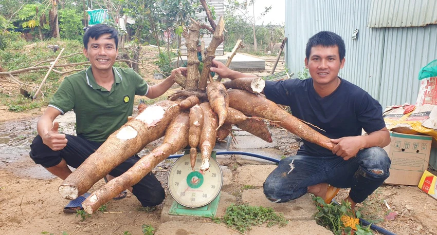 Tổng trọng lượng củ mì lên gần 70 kg. Tổng trọng lượng củ mì lên gần 70 kg.