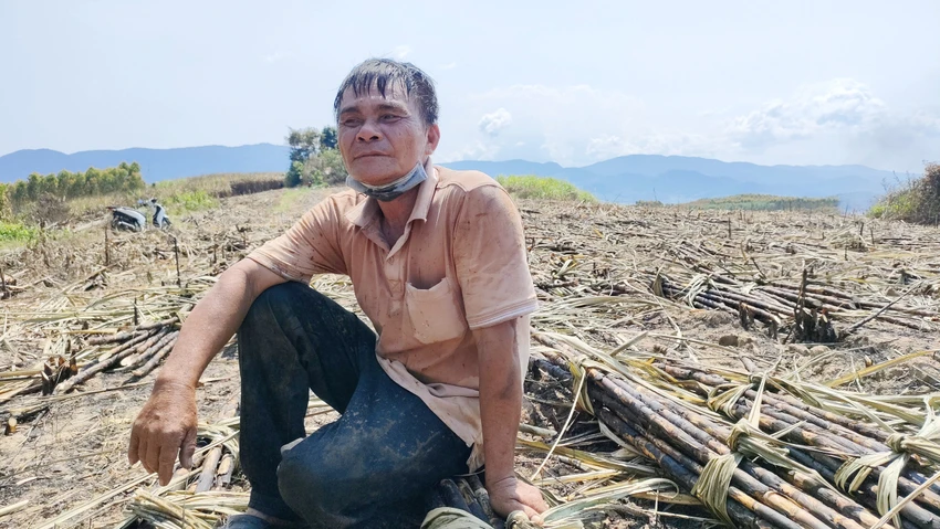 Ông Lê Đình Chơn, huyện Đắk Pơ thất thần do 4 ha mía bị cháy. Ông Lê Đình Chơn, huyện Đắk Pơ thất thần do 4 ha mía bị cháy.