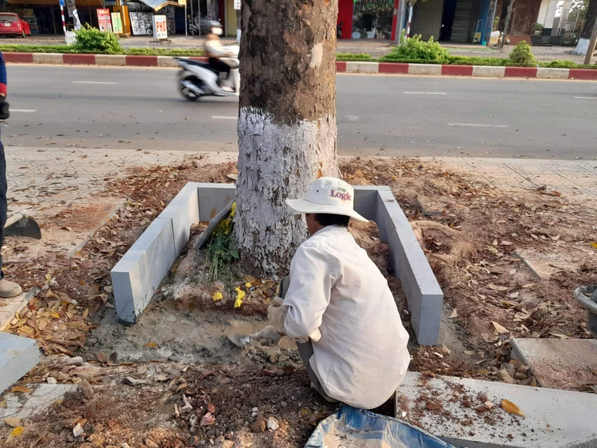 Hàng loạt cây xanh trên đường Lê Duẩn bị cắt rễ xung quanh. Hàng loạt cây xanh trên đường Lê Duẩn bị cắt rễ xung quanh.