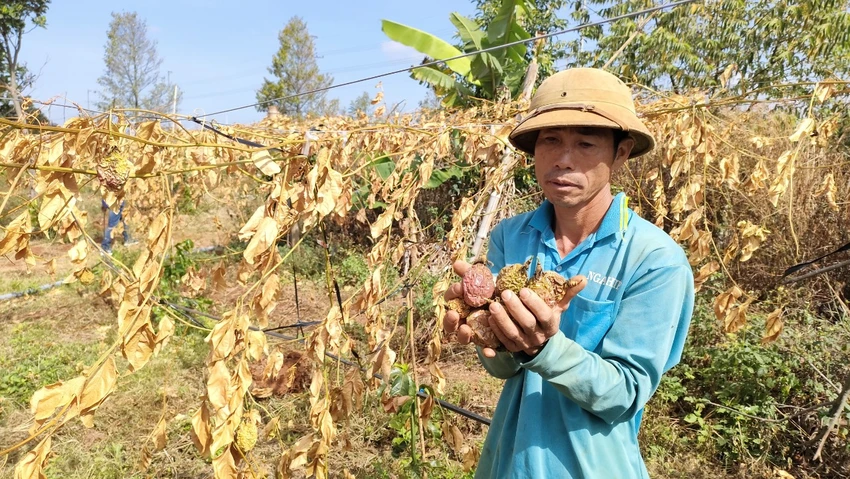 Ông Hảo cho biết vườn chanh leo đang chuẩn bị thu hoạch thì bị cắt gốc. Ông Hảo cho biết vườn chanh leo đang chuẩn bị thu hoạch thì bị cắt gốc.
