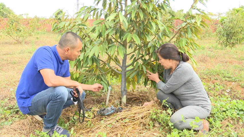 Vườn cây sầu riêng của bà Phúc bị cạo gốc. Vườn cây sầu riêng của bà Phúc bị cạo gốc.
