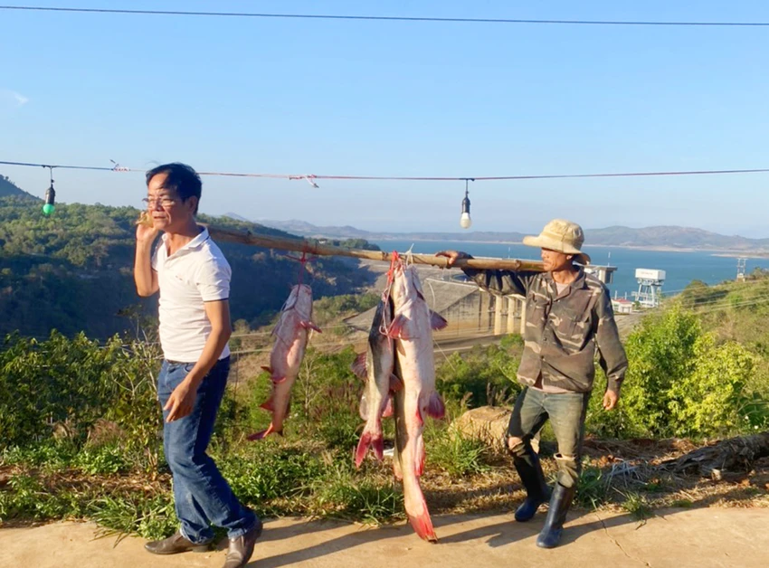 Con cá lăng khủng dài hơn 1,5 mét được câu trên sông Sê San. Ảnh: SP.
