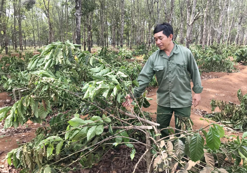 Hiện trường vụ chặt phá cà phê năm 2020. Ảnh: LK. Hiện trường vụ chặt phá cà phê năm 2020. Ảnh: LK.